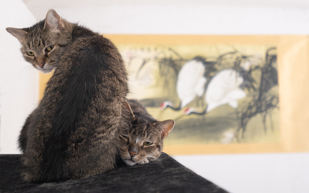 Senior Pet Home New York cat photo